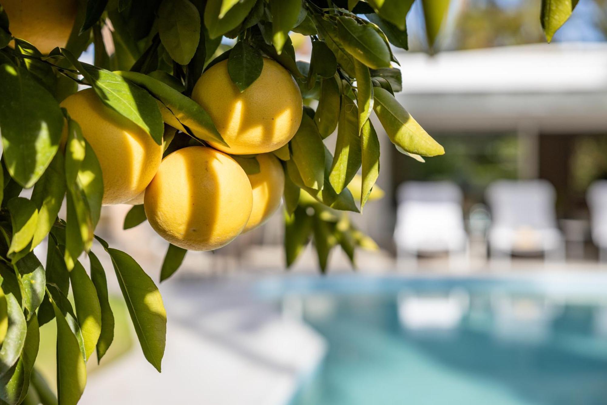 Casa Cactus By Acme House Company Villa Palm Springs Dış mekan fotoğraf